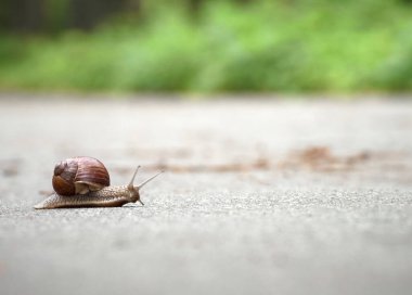 Parktaki asfaltta yavaş üzüm salyangozu sürünüyor.