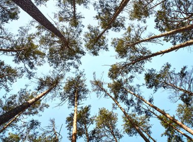 Ormandaki yüksek ağaçların manzarası.