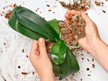 Evde orkide nakli yapan kadın.