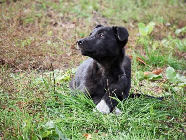 Çimlerde siyah köpek yavrusu .