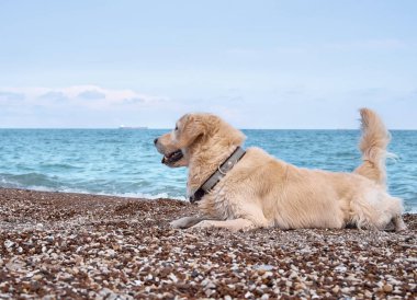 Plajda beyaz labrador av köpeği
