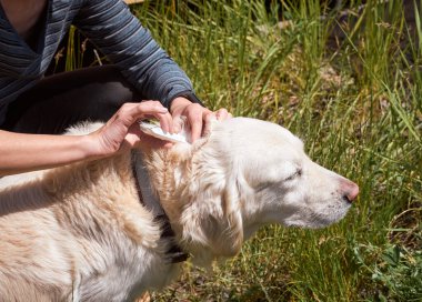 Veteriner evcil hayvanın kürkünde parazit olup olmadığını kontrol eder. Pire ve kene kovucu köpeğin kurusuna damlar..