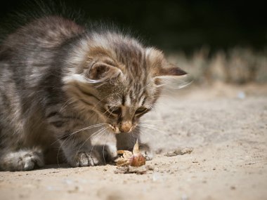 Küçük kedi bir balık yiyor..
