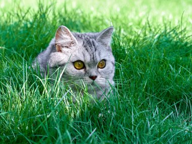 Yeşil çimenlikteki kedi yavrusu.