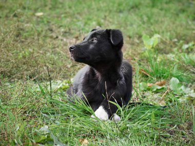 Çimlerde siyah köpek yavrusu .
