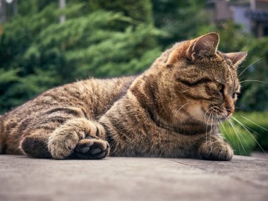 Parktaki sevimli sokak kedisi..