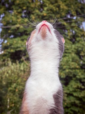 Şirin komik bir kedinin portresi..