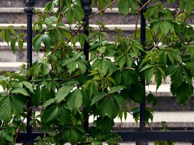 Çitin üzerinde süslemeli üzüm yaprakları