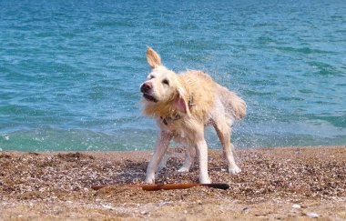 Plajda beyaz labrador av köpeği