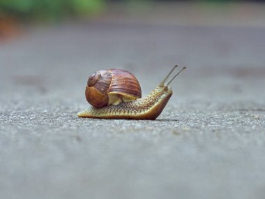 Parktaki asfaltta yavaş üzüm salyangozu sürünüyor.