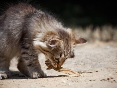 Küçük kedi bir balık yiyor..