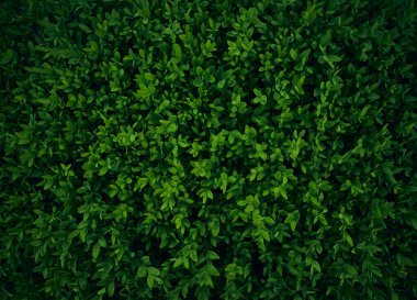 Koyu yeşil yaprakların arka planı.