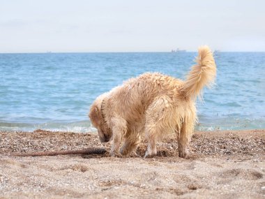 Plajda beyaz labrador av köpeği