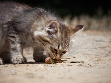 Küçük kedi bir balık yiyor..
