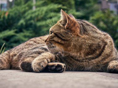 Parktaki sevimli sokak kedisi..