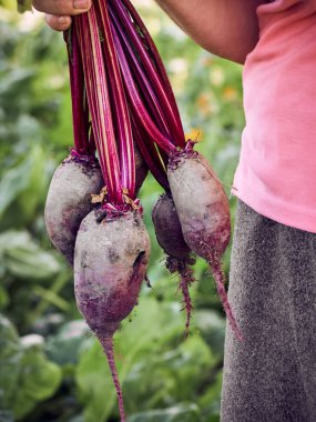 Bir kadın çiftçinin elinde bir pancar.