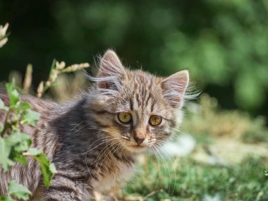 Küçük kedi bir balık yiyor..