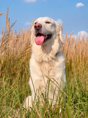 Doğada şirin bir av köpeği var..