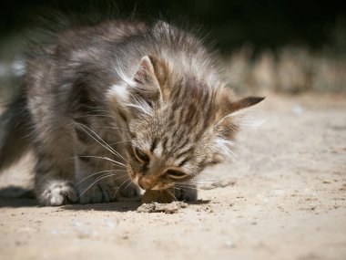 Küçük kedi bir balık yiyor..