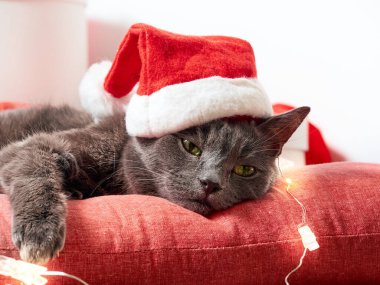 Dinlenen kedi Noel Baba şapkası takıyor.