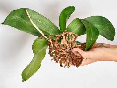 Evde orkide nakli yapan kadın.