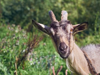 Boynuzlu komik bir keçinin portresi