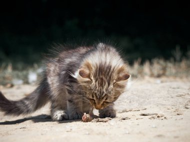 Küçük kedi bir balık yiyor..