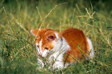 Kedi yavrusu çimenlerde oynuyor..