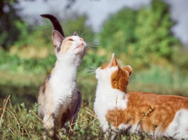 Bahçedeki kırmızı genç kedi.