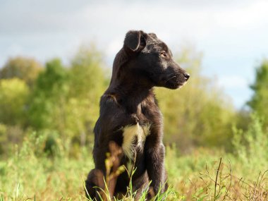 Çimlerde siyah köpek yavrusu .