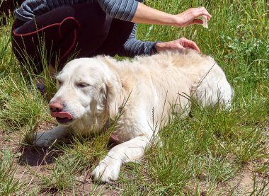 Veteriner evcil hayvanın kürkünde parazit olup olmadığını kontrol eder. Pire ve kene kovucu köpeğin kurusuna damlar..