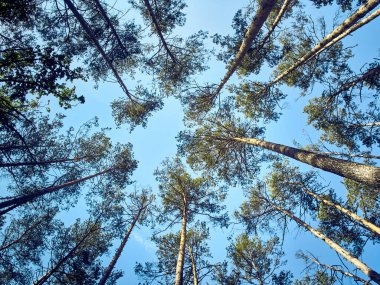 Ormandaki yüksek ağaçların manzarası.