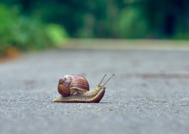 Parktaki asfaltta yavaş üzüm salyangozu sürünüyor.