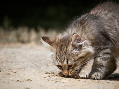 Küçük kedi bir balık yiyor..