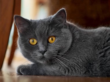 Gri, rahat bir kedinin portresi.