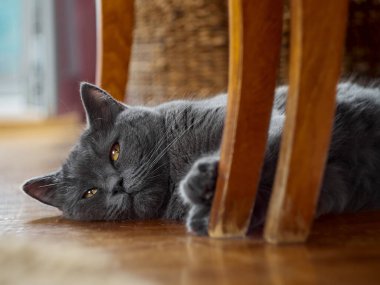 Gri, rahat bir kedinin portresi.