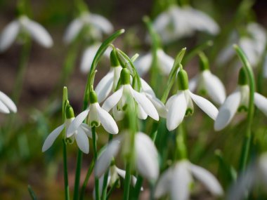 İlkbaharda açan kar damlaları.