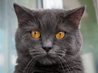 Gri bir kedinin portresi. Yakından..