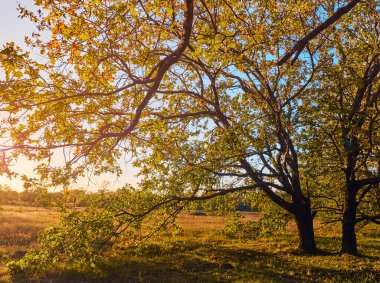 Güneşli havada sarı ağaçların olduğu güzel bir sonbahar parkı.