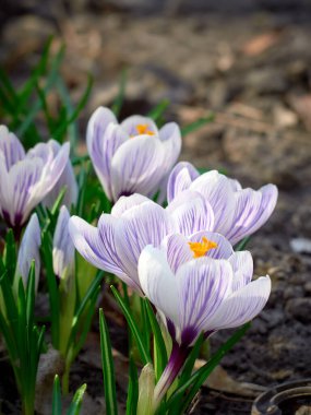 Bahçede bahar timsahları açar..