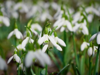 İlkbaharda açan kar damlaları.