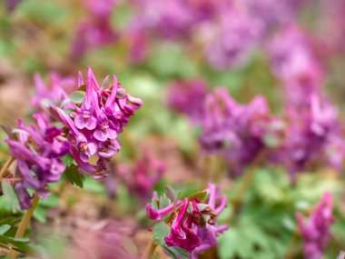 İlkbaharın başlarında ormanda mor Corydalis çiçekleri