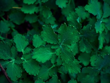 Koyu yeşil yaprakların arka planı.