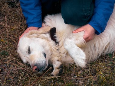 Golden Retriever 'la açık hava aktiviteleri ve eğlence. Labrador 'la kuru çimlerde oynuyorum. İnsanın en iyi arkadaşıyla yaşam tarzı anı.