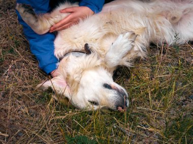 Golden Retriever 'la açık hava aktiviteleri ve eğlence. Labrador 'la kuru çimlerde oynuyorum. İnsanın en iyi arkadaşıyla yaşam tarzı anı.