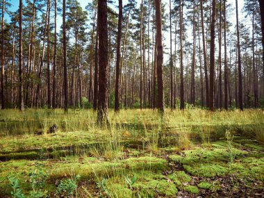 Yaz gününde çam ormanlarının güzel manzarası.