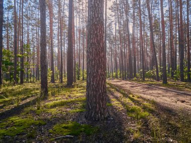Yaz gününde çam ormanlarının güzel manzarası.