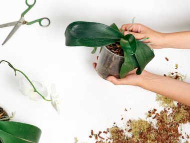 Evde orkide nakli yapan kadın.