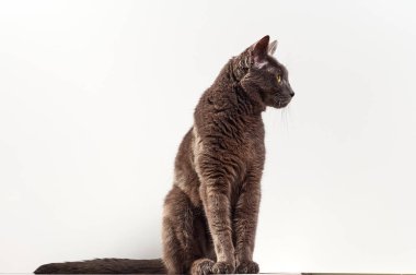 Gri bir kedinin portresi. Yakından..