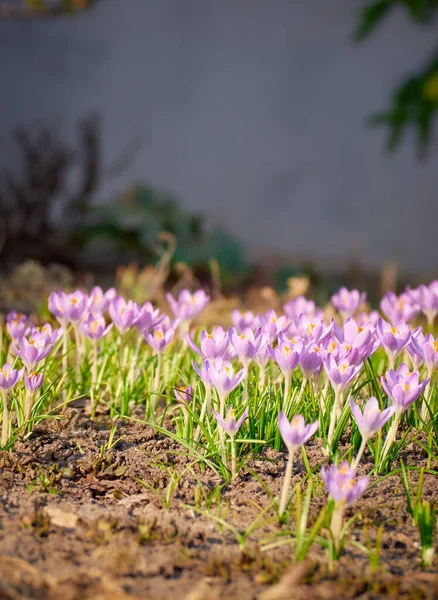 Våren Lila Krokusar Blommar Trädgården — Stockfoto